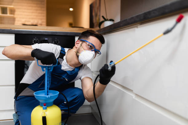 Best Local Pest Control Services  in North Alamo, TX
