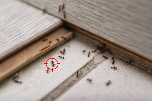 Professional Pest Control in North Alamo, TX
