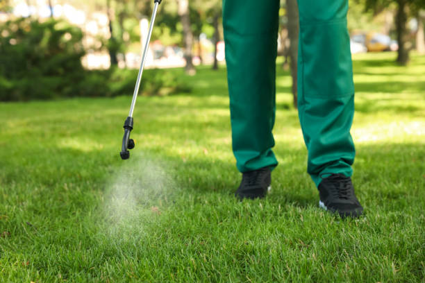 Best Flea Control Services  in North Alamo, TX