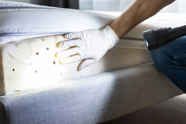 Best Ant Control Services  in North Alamo, TX