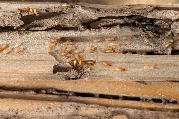Best Pest Inspection Near Me  in North Alamo, TX