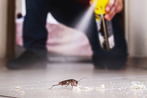Best Pest Control Near Me  in North Alamo, TX