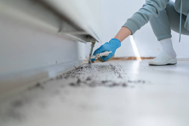 Best Affordable Pest Control Services  in North Alamo, TX